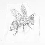 bienenfreunde-reichelsheim-bleistiftskizze