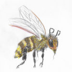 bienenfreunde-reichelsheim-natuerlich